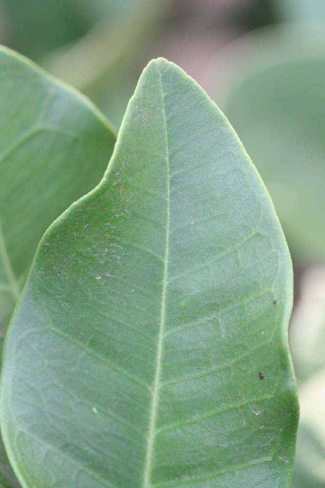              Margin (Riverside, CA)       